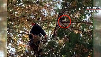 “木登りのプロ”「空師」　2日間孤立した猫救出　高さ20ｍの木から「ニャ～」
