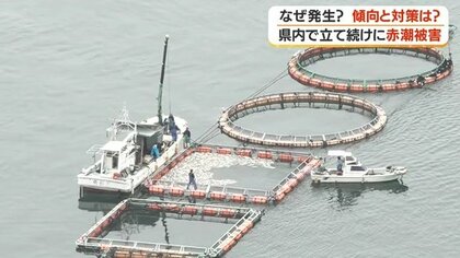 2023年フサアカシア受付3月24日で終了 赤潮警報】鹿児島・長島町で31万匹の養殖ブリが被害 温暖化