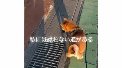 「私には譲れない道がある」必ずタイルの上を歩きたい柴犬の“るんるん”散歩が楽しそう
