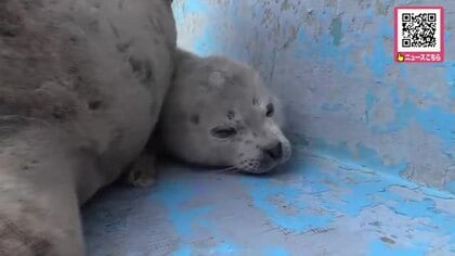 ふわふわメロメロ！白い産毛「ホワイトコート」に覆われた「ゴマフアザラシ」赤ちゃんが人気！3月16日に誕生したばかり〈北海道稚内市〉