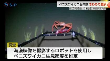 庄川河口沖のベニズワイガニ「1000平方メートルあたり2.34個体」に激減、海底地すべりの影響か