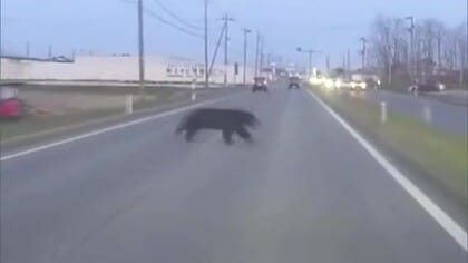 目の前にクマが迫る　国道を横切るクマ　ドライブレコーダーで撮影　付近でも目撃情報　秋田・潟上市