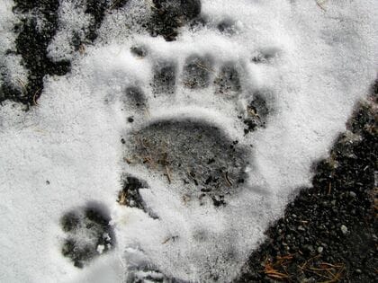 【ヒグマ速報】札幌・羊ケ丘地区で深夜に体長2メートルくらいのクマ目撃―森林総合研究所事務所棟から140m地点で確認、翌日には雪の上にクッキリと残る複数の足跡も発見＿前掌幅11cmの成獣か
