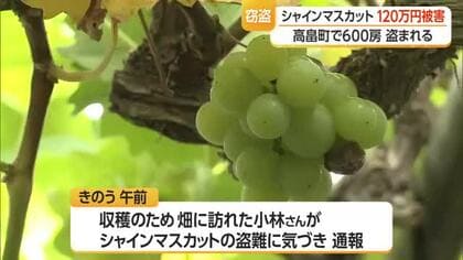 過去10年で最高額…収穫目前のシャインマスカット約600房・120万円相当盗難被害　山形・高畠町