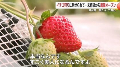 「一口のイチゴが人生を変えた」介護職から観光農園へ　介護の知恵とAIで実現した“愛がいっぱい”のイチゴ農園