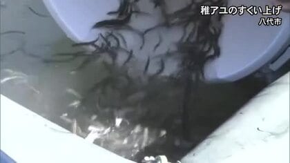 八代地方の春の風物詩、稚鮎すくい【熊本】