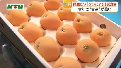 「びわ」の季節がやってきた！卸売市場でおいしさをPR　長崎は日本一の生産量！大玉の「なつたより」甘み十分で生育は順調