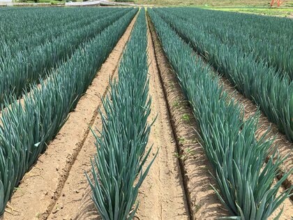 深谷ねぎ、猛暑・干ばつ影響下でも価格は安定年末需要に向け出荷本格化へ