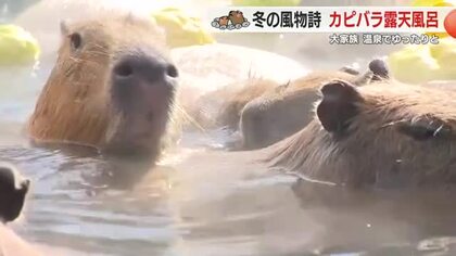カピバラ露天風呂　冬の到来を告げる風物詩　ポカポカお風呂でまどろむ姿　静岡・伊豆シャボテン動物公園