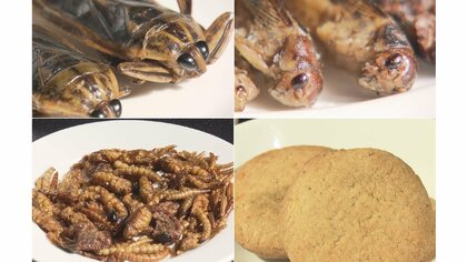  “幼虫の形そのままも…「昆虫食」の自販機が人気　タガメはスナック菓子の食感【愛知発】