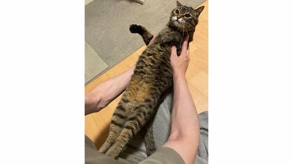 仲良しだけど「くっつきたくないんだもん」抱っこ拒否で全身ピーン！なツンデレ猫がかわいい…いつも姿勢がいいのか聞いた