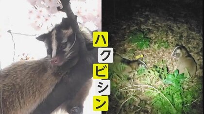 【独自】カメラが捉えたハクビシンVSハクビシン　殴りかかり互いに威嚇…“決着”ついたか林に姿消す　専門家指摘“食べ物の取り合い”か