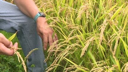 【今年のコメは…?】「概算金」の大幅下落によりコメは値下がりへ_消費者が「うれしい」「助かる」と歓迎の一方、農家には衝撃「10年後どう経営しているか見通しは非常に難しい」〈北海道〉