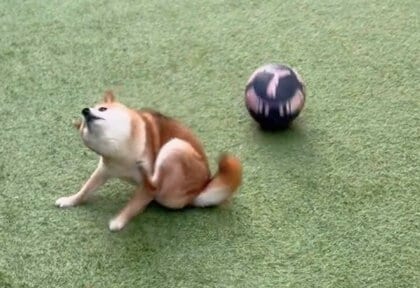 「やらんのかいッ！」ボールを蹴ったら柴犬が忍法“かわし身の術”？予想外の動きの理由を飼い主に聞いた