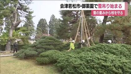 冬の風物詩　御薬園の雪吊り作業始まる　マツの木の枝を雪の重さから守る　福島・会津若松市　