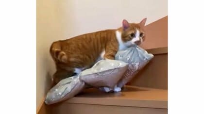 「自分の寝床は自分で運ぶ」お気に入りの布団を2階までくわえて上る猫がえらい！