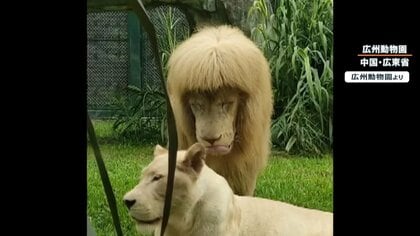 ライオンが“前髪パッツン”…誰かが切った? 動物園側はカット全否定