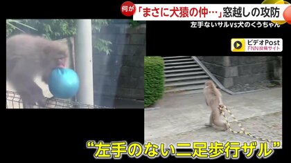 犬猿の仲】左手のないサルVS犬のくうちゃん 窓越しの攻防が第2ラウンド