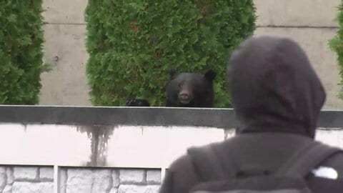 「完全にクマの生息圏が人間の生息圏に入り込んでいる」9079件“異常出没”と5人の犠牲者も…“災害級クマ被害”の実態　岩手