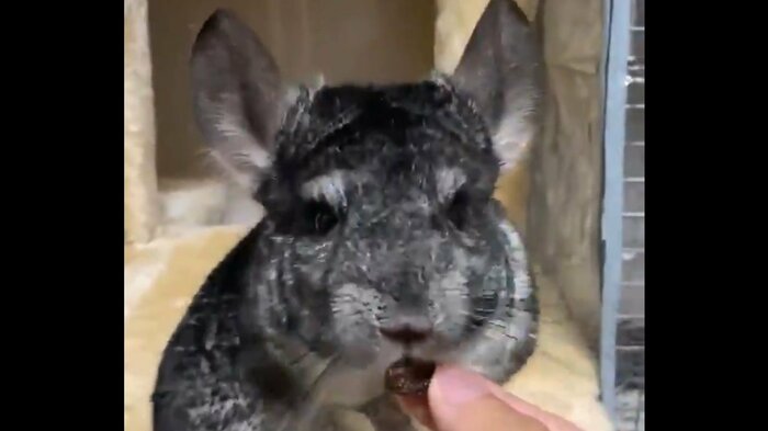 レーズンも大好物だが、落ち着いて食べている