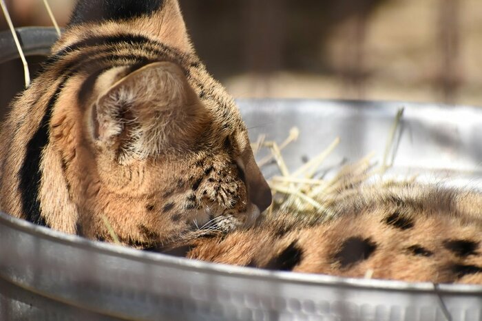 鍋に入ってくつろいでいるサーバル(提供:名古屋市東山動植物園)