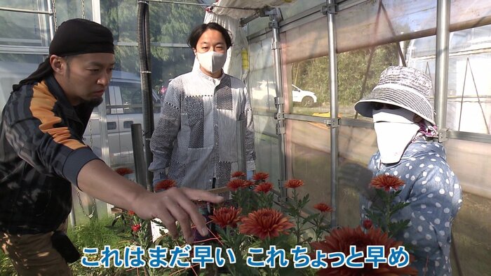 パイプハウス内でのスプレーギクの収穫作業