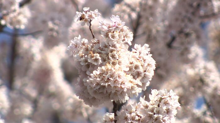 神代桜は密集してふんわりとした花を咲かせる
