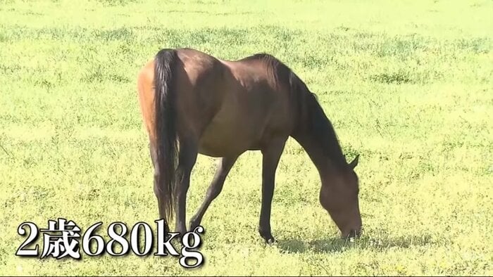 2歳の岸菖 2014年
