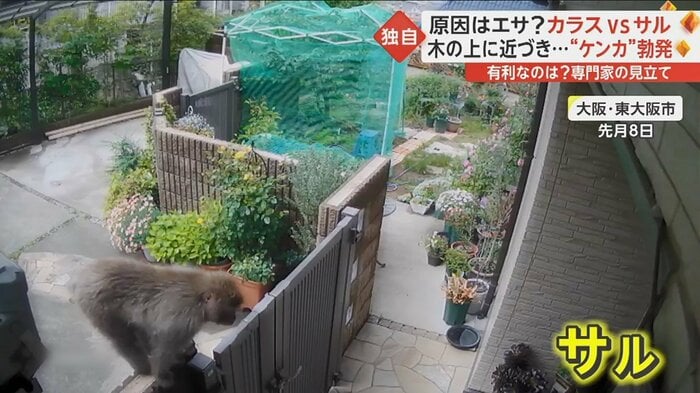大阪府内の住宅街に現れた1匹のサル