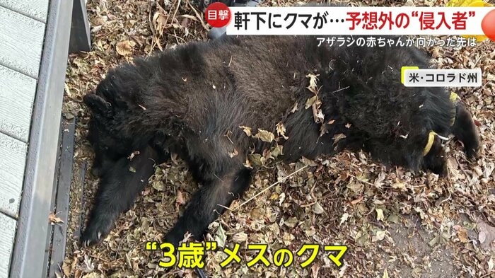 捕獲された3歳のメスのクマ（CPW SE Region）