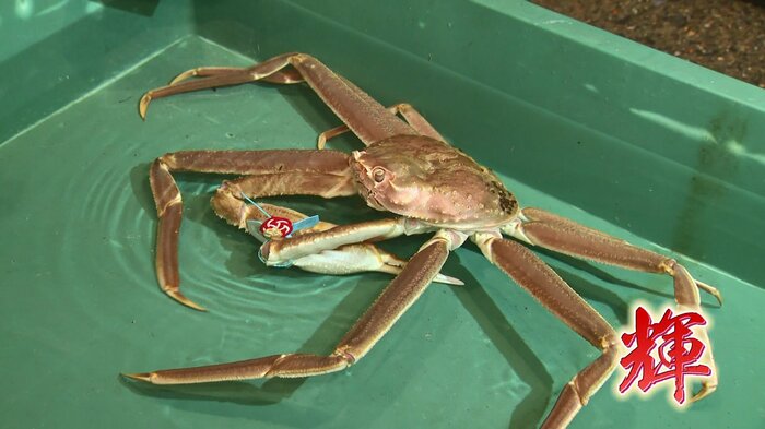「輝」に認定されたズワイガニ