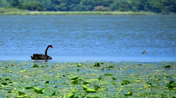 専門家は静かに見守るよう呼びかけ