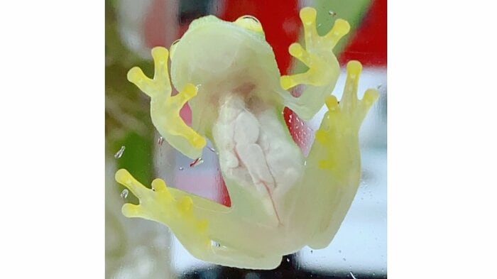 透明なお腹側