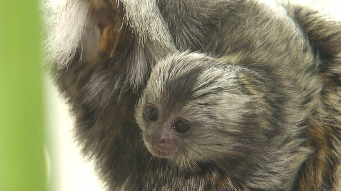 まぁるい顔と瞳が愛らしい