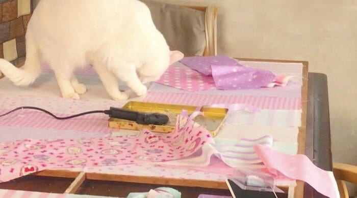 張り替え中に邪魔をしているちくわちゃん(提供:絵子猫さん)