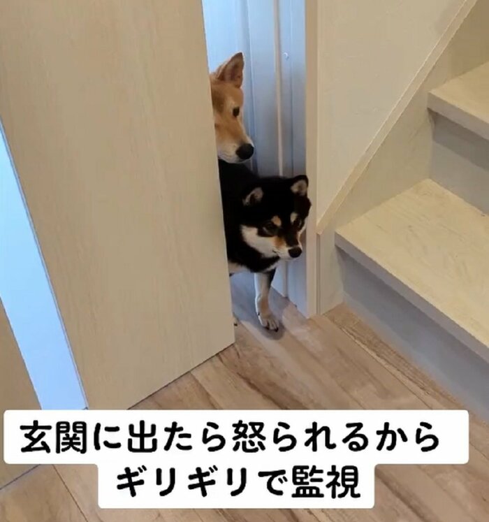 顔を出している2匹
