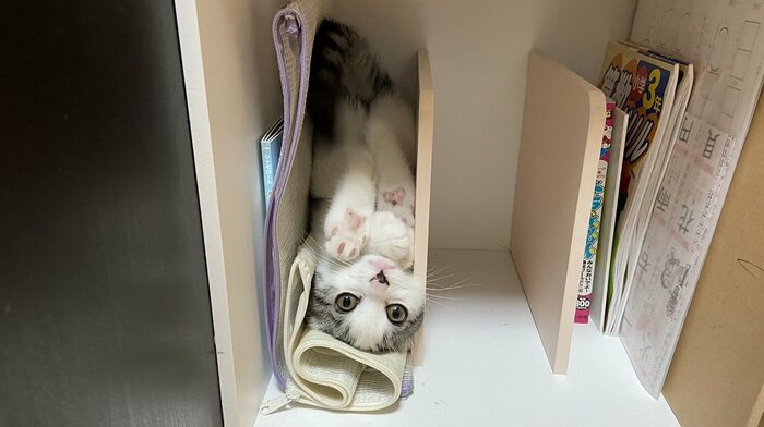 過去に反響のあったミーさんの姿の1つ 隙間に入るかわいい姿