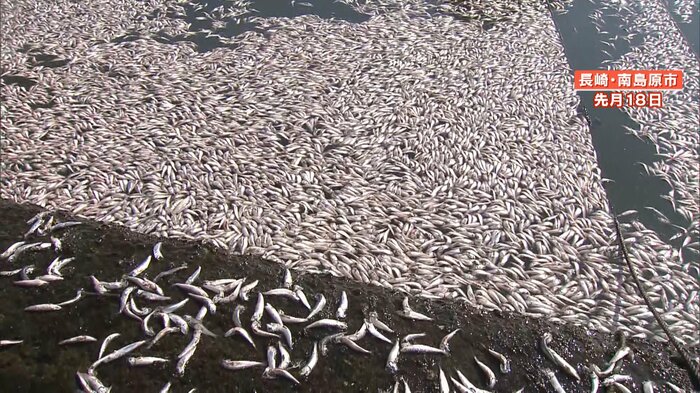 海面を覆いつくすイワシの死骸