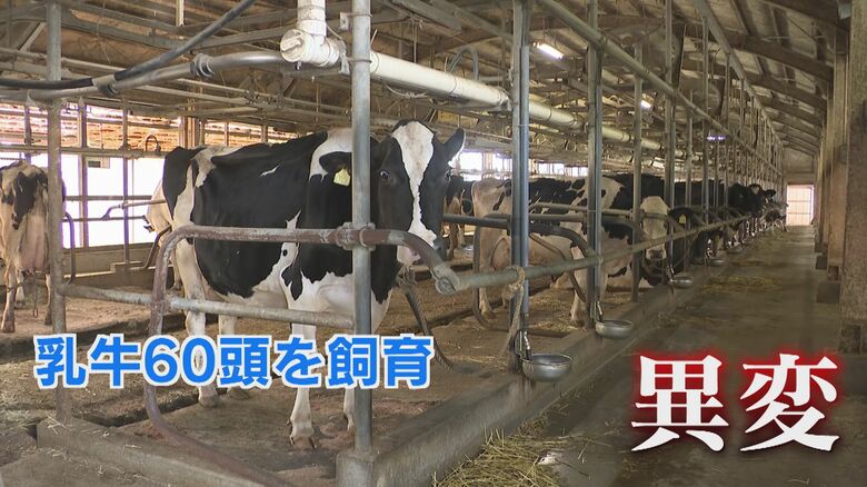 深刻   暑さで牛たちも“夏バテ”  搾乳量が減少  「この暑さで最悪、死んでしまう」 苦悩する酪農家 【福岡発】｜FNNプライムオンライン