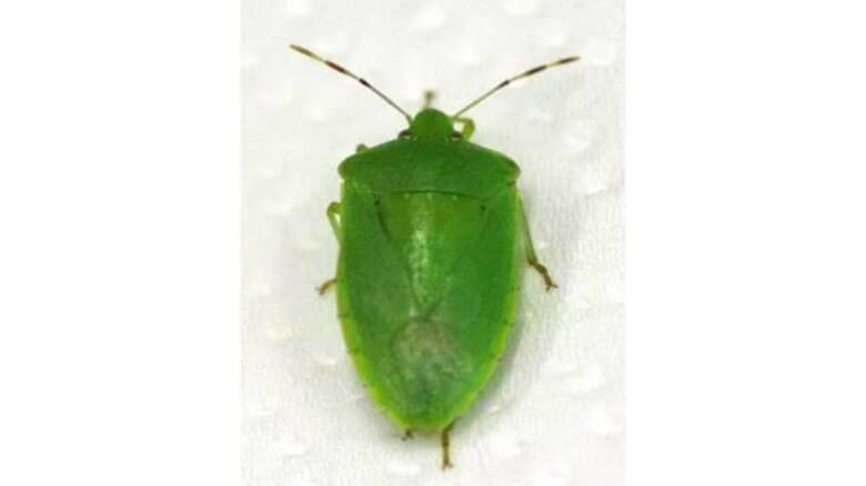 福井県内で「ミナミアオカメムシ」を初確認　コメや野菜の品質低下を招く恐れ　県農業試験場が防除の徹底を呼び掛け｜FNNプライムオンライン