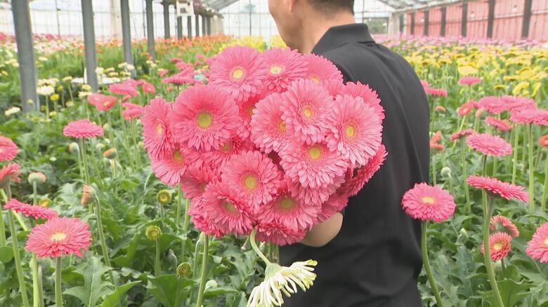 “良い花”の語呂合わせ…4/18『ガーベラ記念日』を前に出荷が最盛期 名古屋や北海道等の市場へ｜FNNプライムオンライン