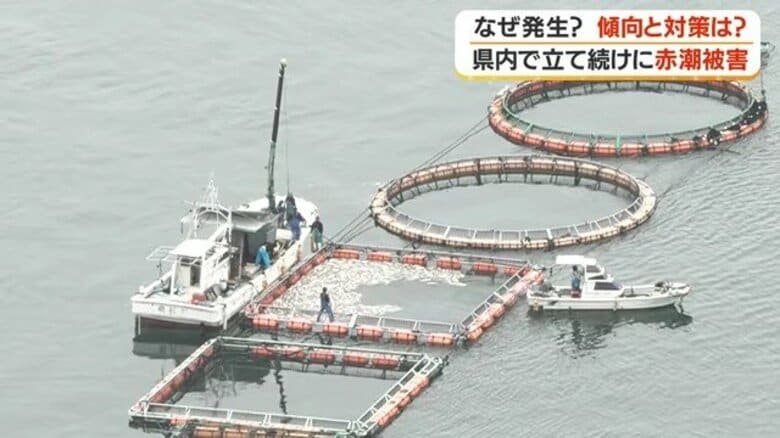 【赤潮警報】鹿児島・長島町で31万匹の養殖ブリが被害　温暖化影響か、発生時期の拡大が深刻｜FNNプライムオンライン