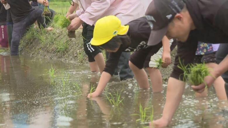 「気持ちいい」保育園児が田植えや泥んこ遊び　「日本の棚田百選」の「よこね田んぼ」　｜FNNプライムオンライン