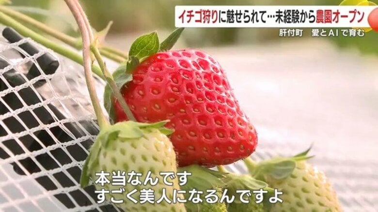「一口のイチゴが人生を変えた」介護職から観光農園へ　介護の知恵とAIで実現した“愛がいっぱい”のイチゴ農園｜FNNプライムオンライン