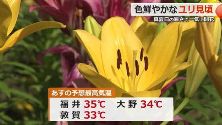 今庄33.8度、大野32.9度で今年一番の暑さ　18日は福井で35度の猛暑日予想　真夏の暑さは20日まで｜FNNプライムオンライン