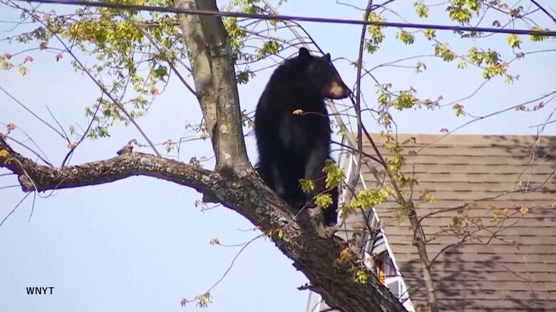 人とクマ、揺らぐ境界線　欧米でもクマ出没増加　理念としての「共生」と「現実の安全確保」に隔たり｜FNNプライムオンライン