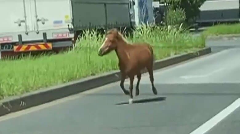 【まさか】馬が都内の道路をダッシュ「急に歩道から出てきた」目撃者もあ然　確保の瞬間の様子は｜FNNプライムオンライン