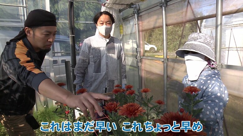 パイプハウス内でのスプレーギクの収穫作業