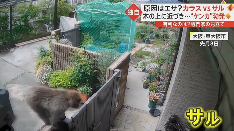 大阪府内の住宅街に現れた1匹のサル