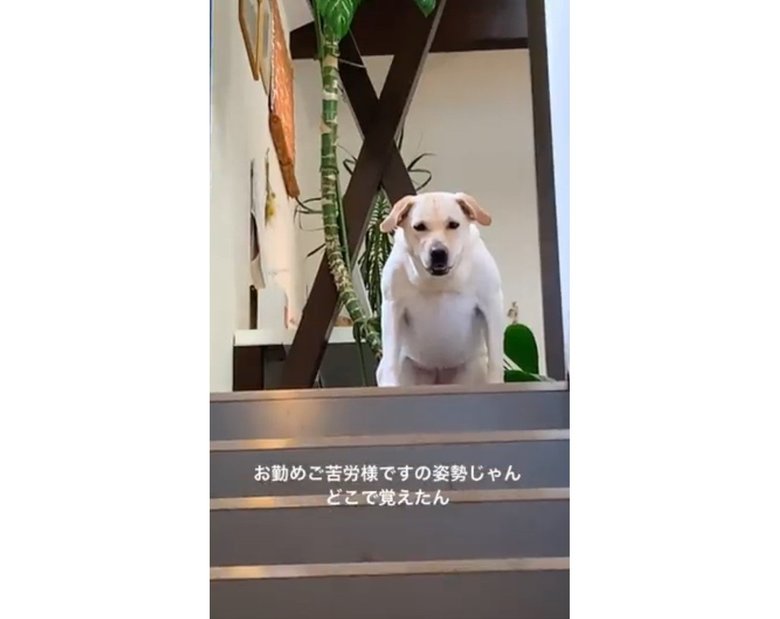 (提供:ラブラドール ルナさん)